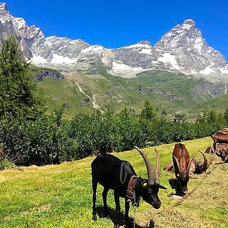 Mignon Breuil-Cervinia