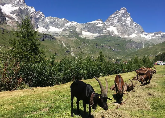 Mignon Брей-Червінія